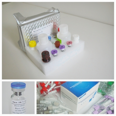 کیت تست حساس و دقیق TB-IGRA Elisa برای تشخیص دقیق نشانگرهای زیستی